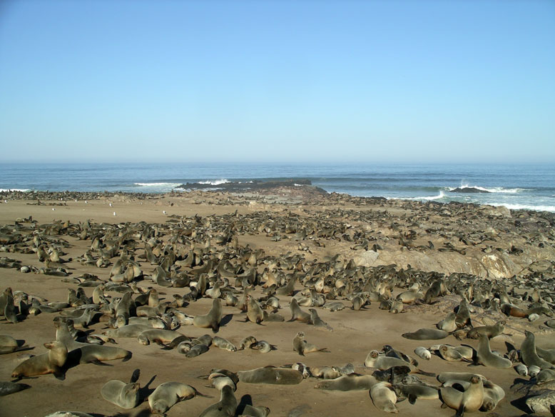 colonia de focas de cape cros